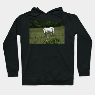 Wild Horse Hoodie